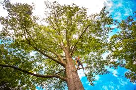 Best Tree Trimming and Pruning  in San Antonio, TX